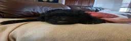Mini Goldendoodle dogs for sale: Blue - Ad 2