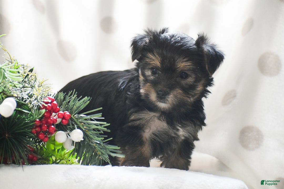 Yorkshire Terrier dogs for sale: Primrose - Ad 2