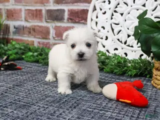 West Highland Terrier dogs Oscar - Ad 25