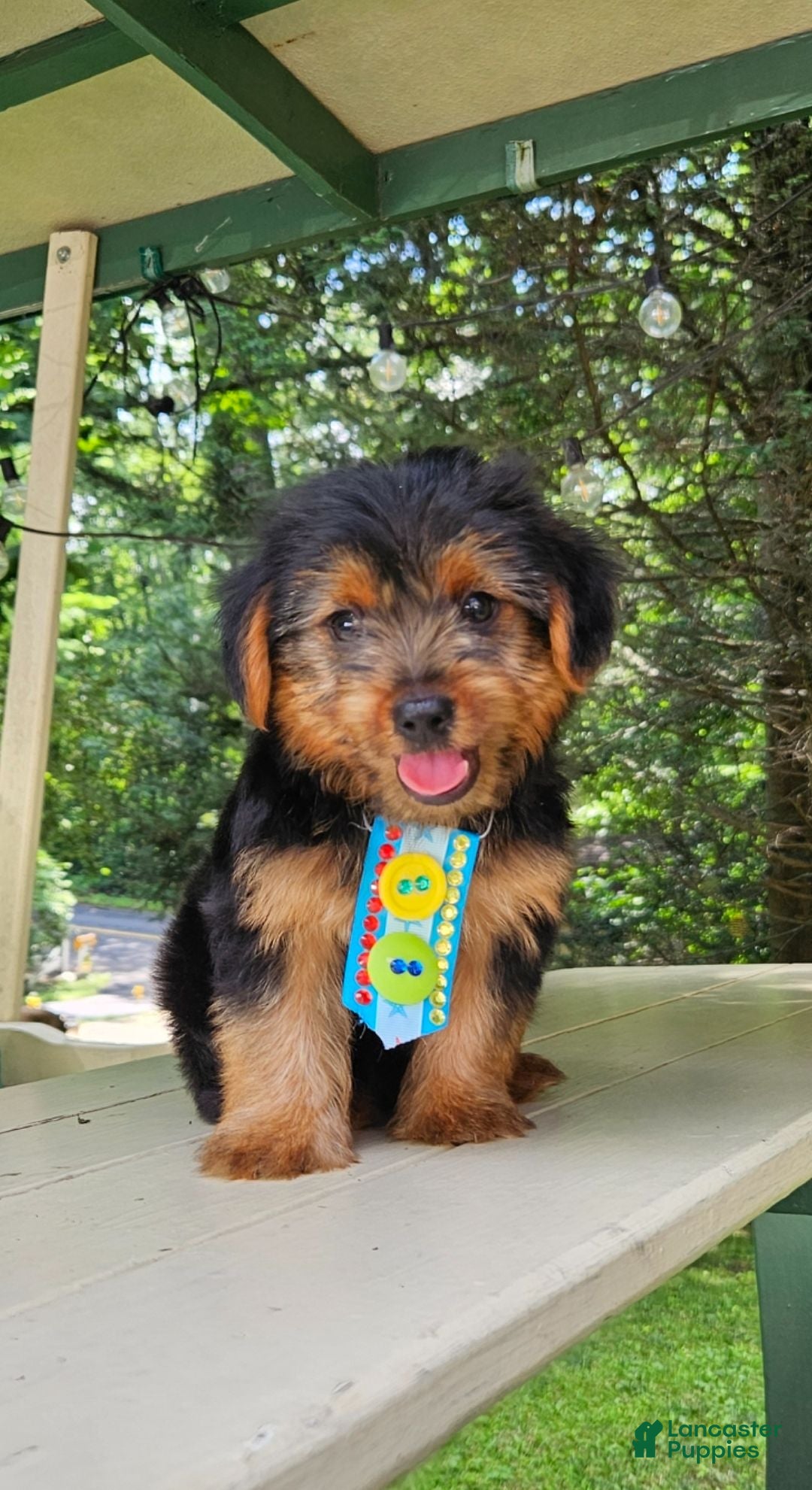 Yorkshire Terrier dogs for sale: Yorkshire Terrier 1 - Ad 1