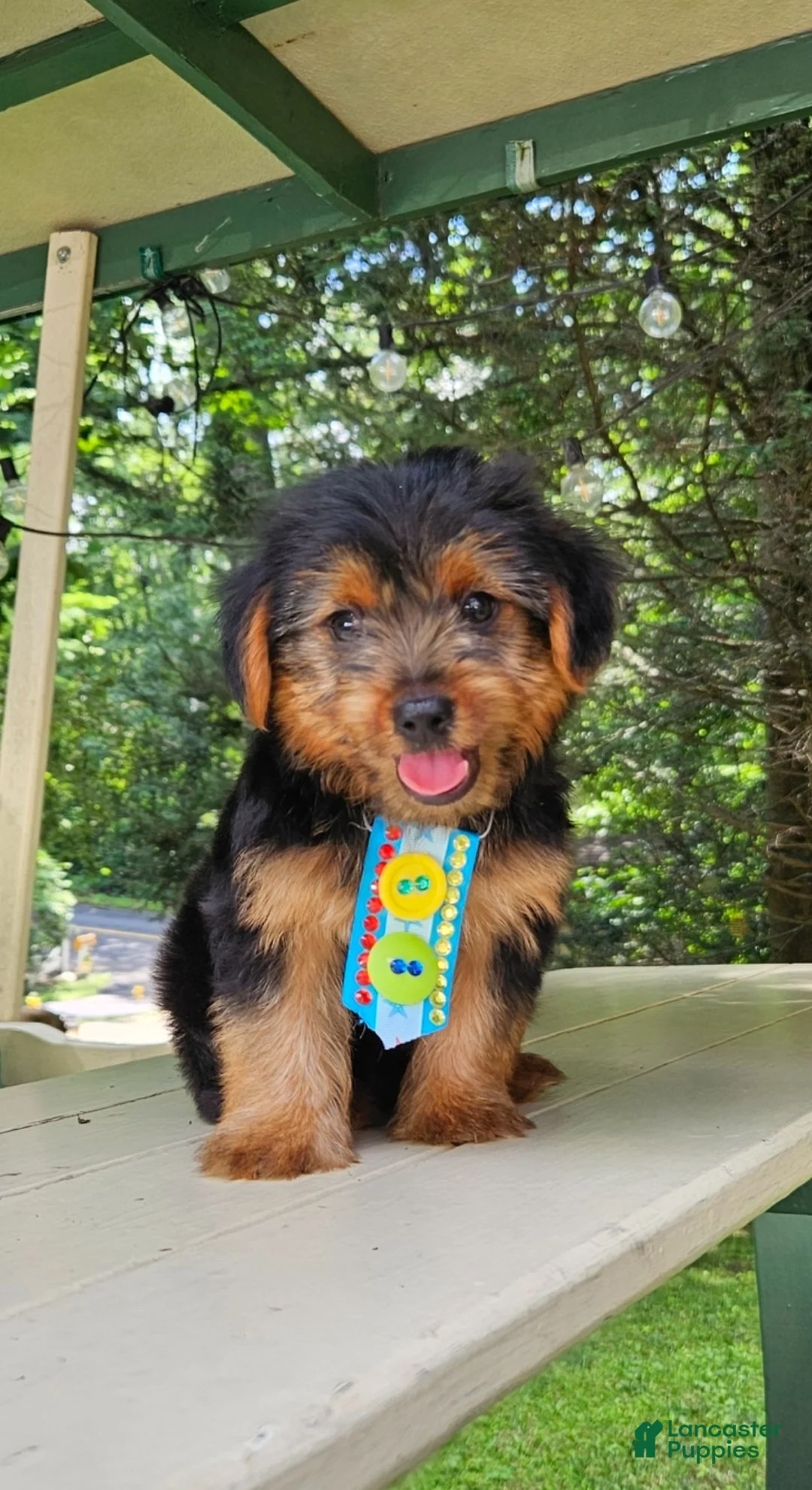 Yorkshire Terrier dogs for sale: Yorkshire Terrier 1 - Ad 1
