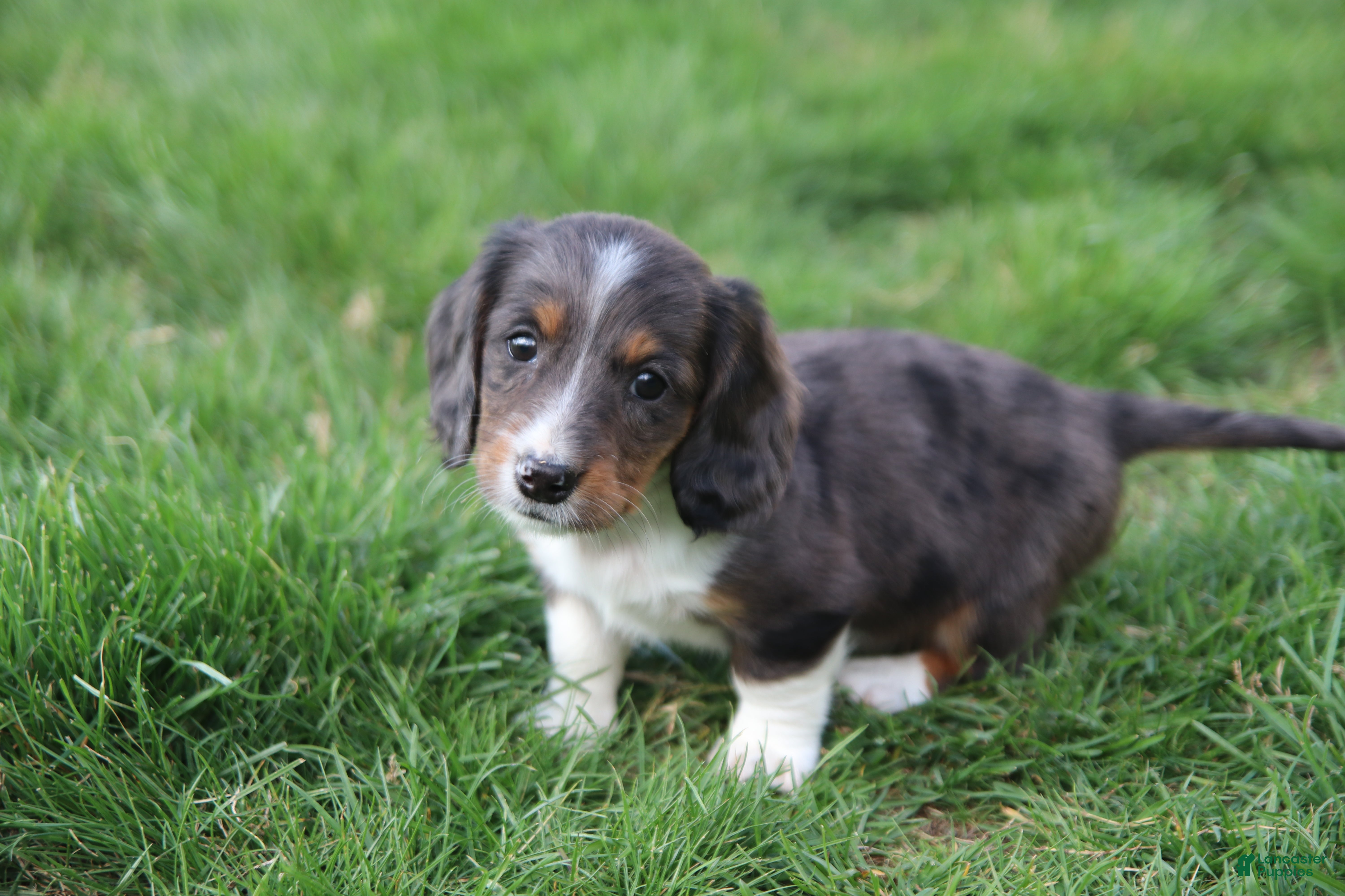 Miniature Dachshund dogs Toby - Ad 1