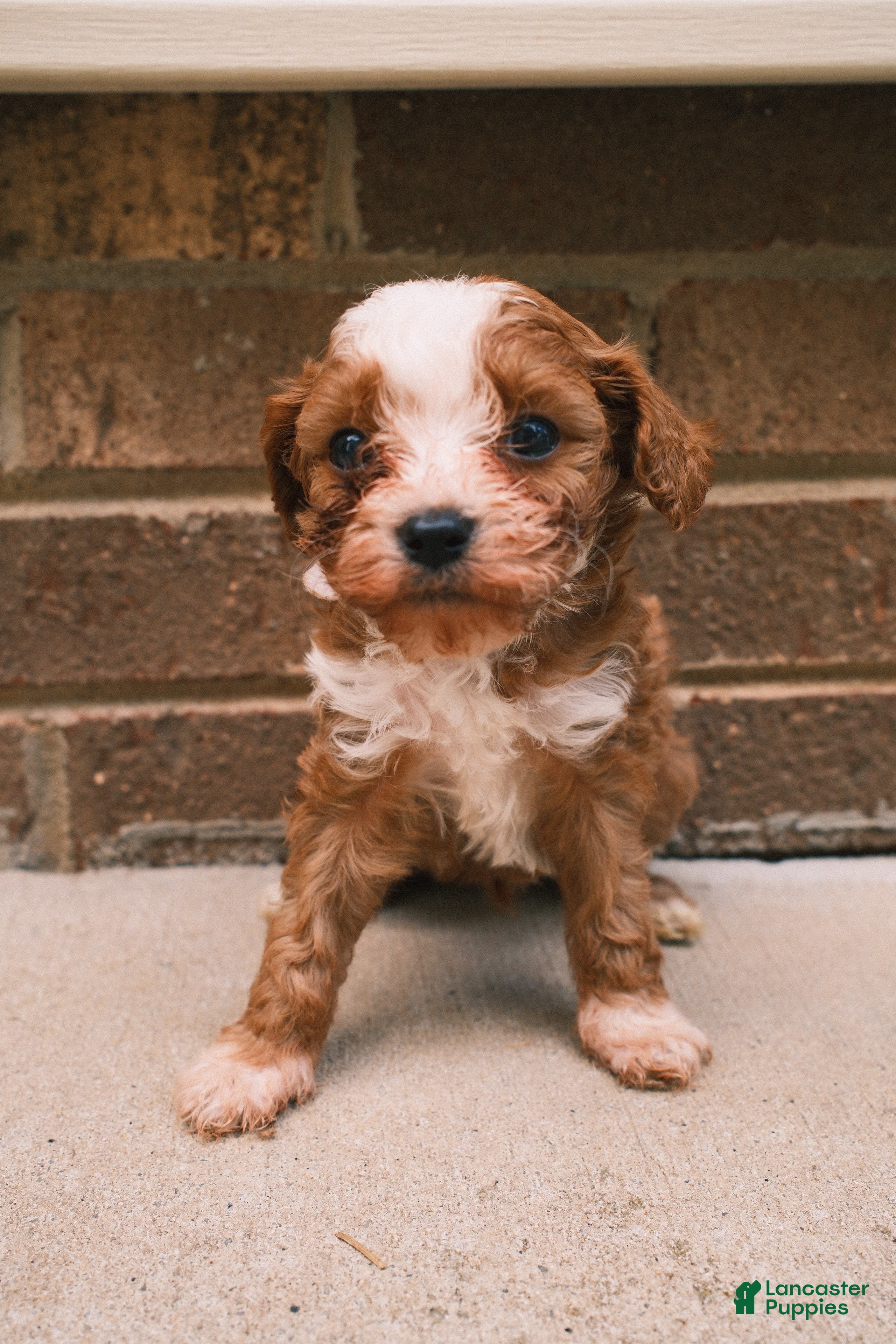 Cavapoo dogs Teddy - Ad 1