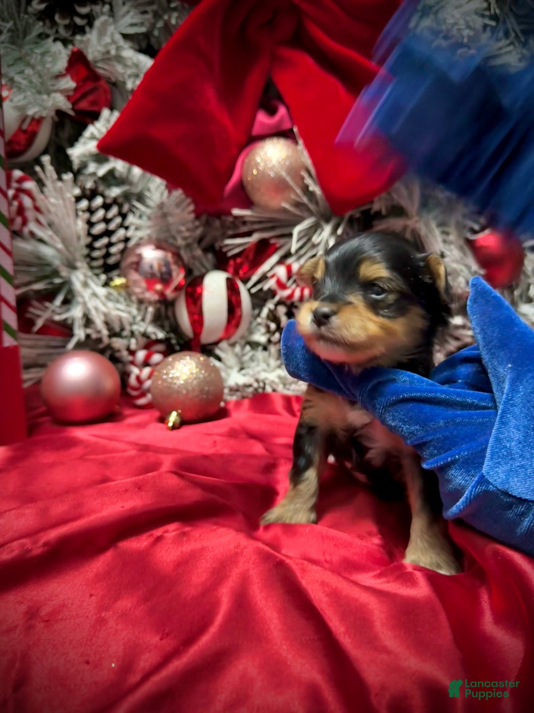 Yorkshire Terrier dogs for sale: Fettuccine  - Ad 18