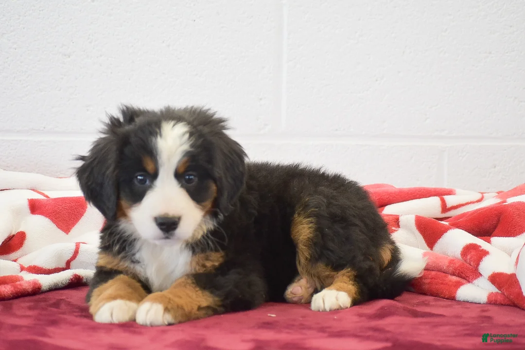 Bernese Mountain Dog dogs for sale: Sunflower  - Ad 2