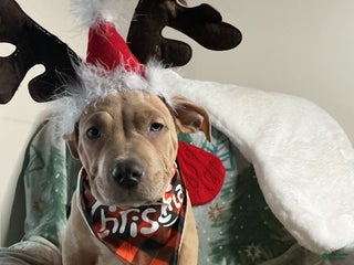 American Bully dogs Dirty Dan - Ad 2