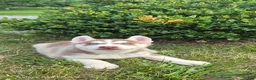 Siberian Husky dogs for sale: Samson - Ad 4