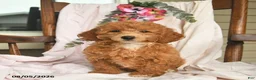 Miniature Poodle dogs for sale: Jessica  - Ad 3