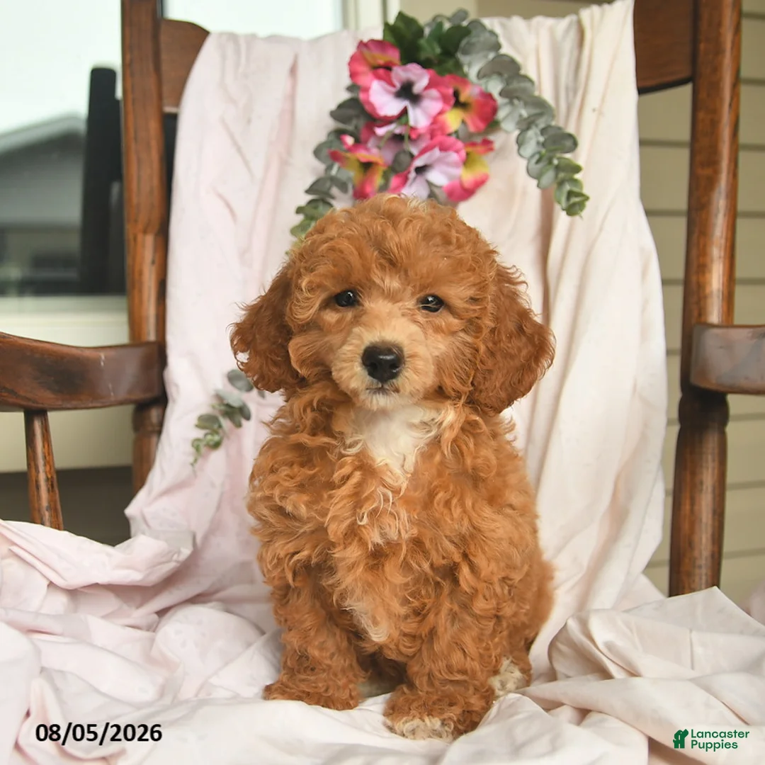 Miniature Poodle dogs for sale: Jessica  - Ad 3