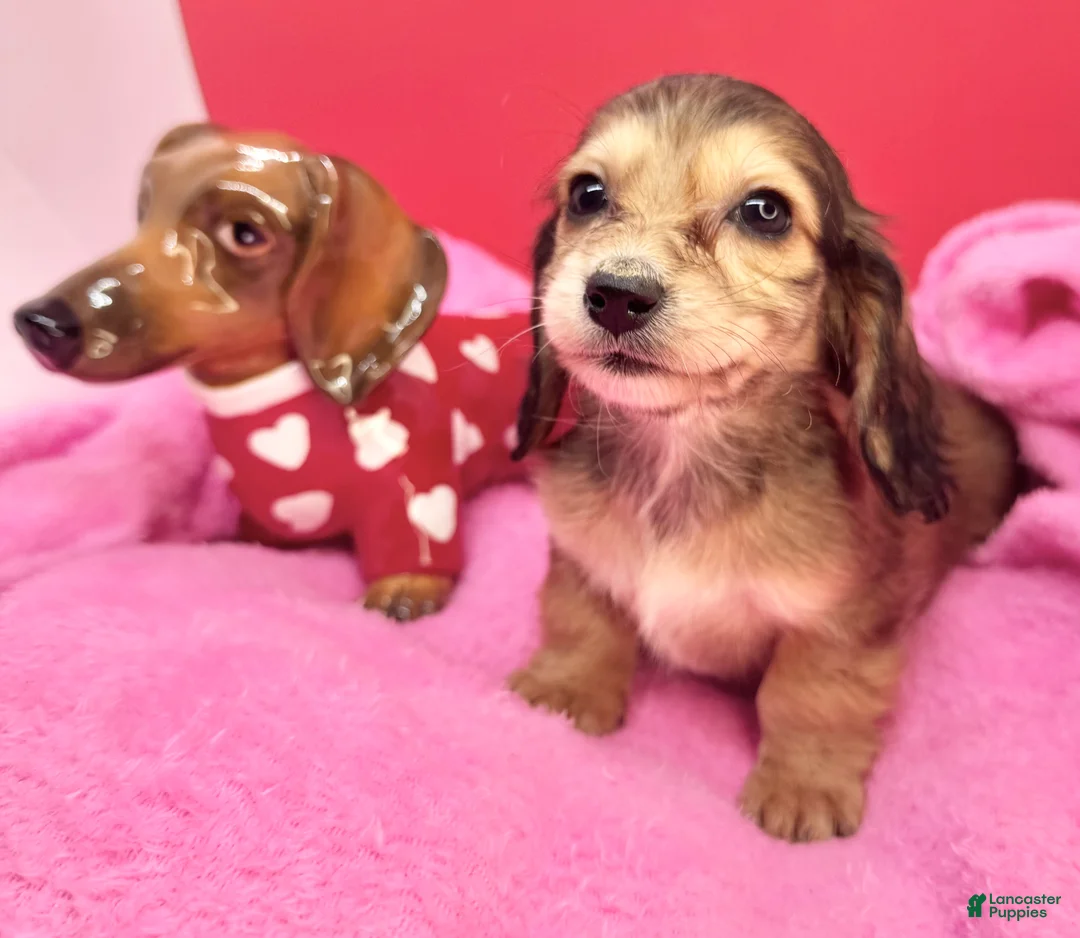 Miniature Dachshund dogs for sale: Gucci girl - Ad 2