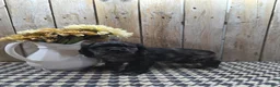 Cocker Spaniel dogs for sale: Tramp - Ad 6