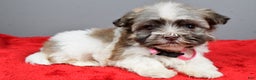Havanese dogs for sale: Zelda - Ad 1
