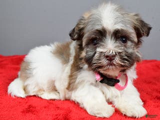 Havanese dogs Zelda - Ad 41