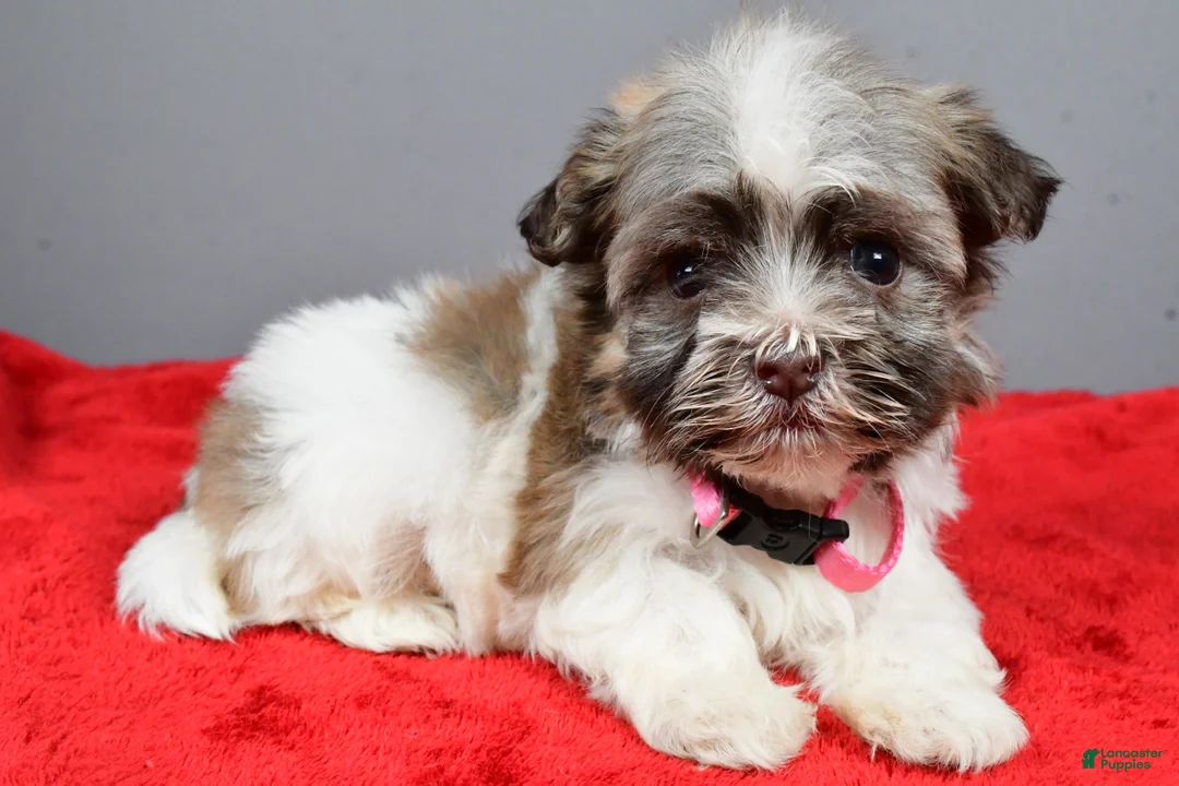 Havanese dogs for sale: Zelda - Ad 1