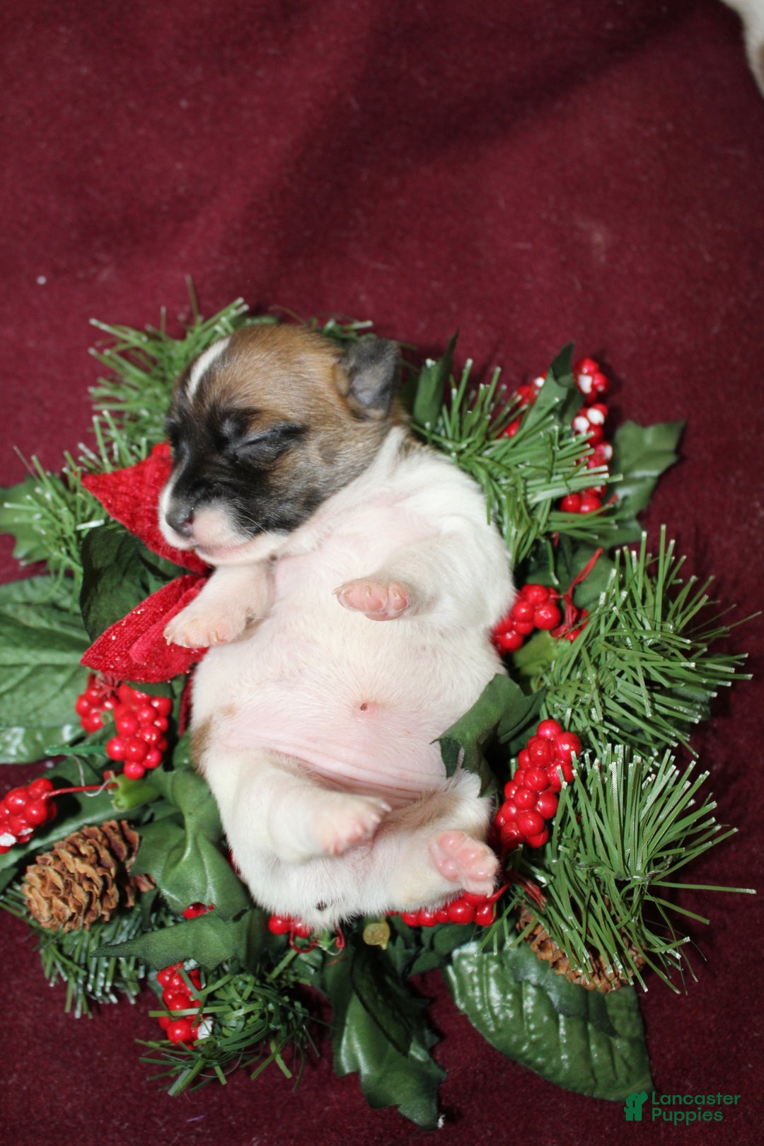 Jack Russell Terrier dogs for sale: AlmondJoy - Ad 4