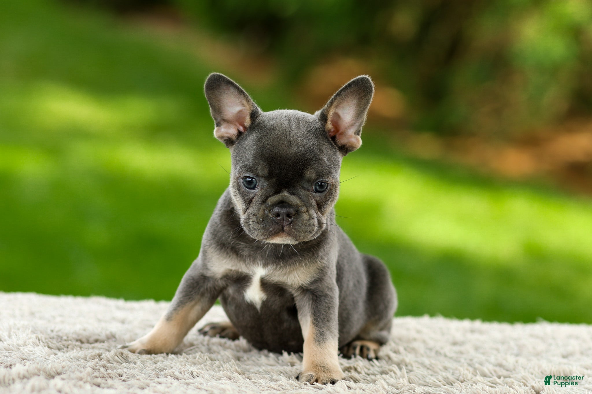French Bulldog dogs Forest - Ad 2