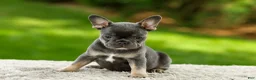 French Bulldog dogs for sale: Forest - Ad 2