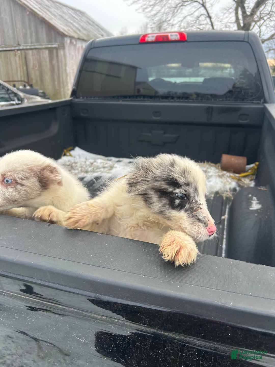 Border Collie dogs for sale: Border Collie Puppy 1 - Ad 3