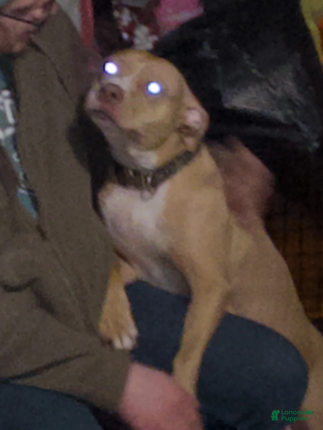 American Pit Bull Terrier dogs for sale: American Pit Bull Terrier Puppy 4 - Ad 2