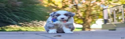Miniature Australian Shepherd dogs for sale: Ruckus - Ad 4
