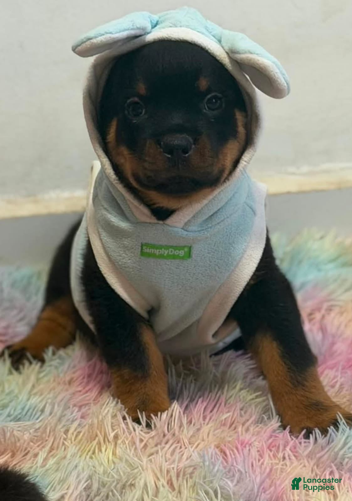 Rottweiler dogs Rottweiler 1 - Ad 12