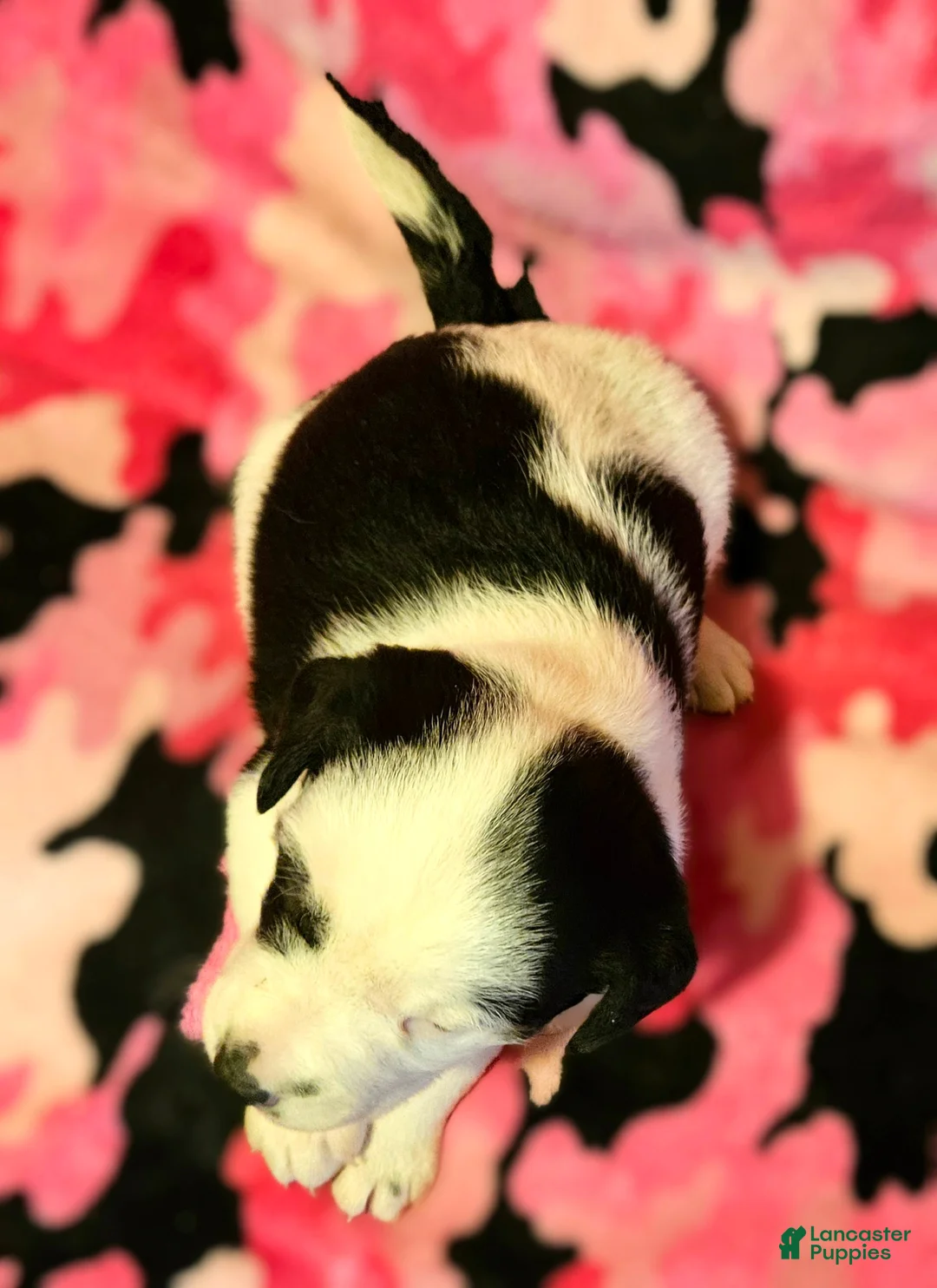 Border Collie dogs for sale: Ronda - Ad 1