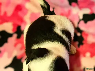 Border Collie dogs Ronda - Ad 13