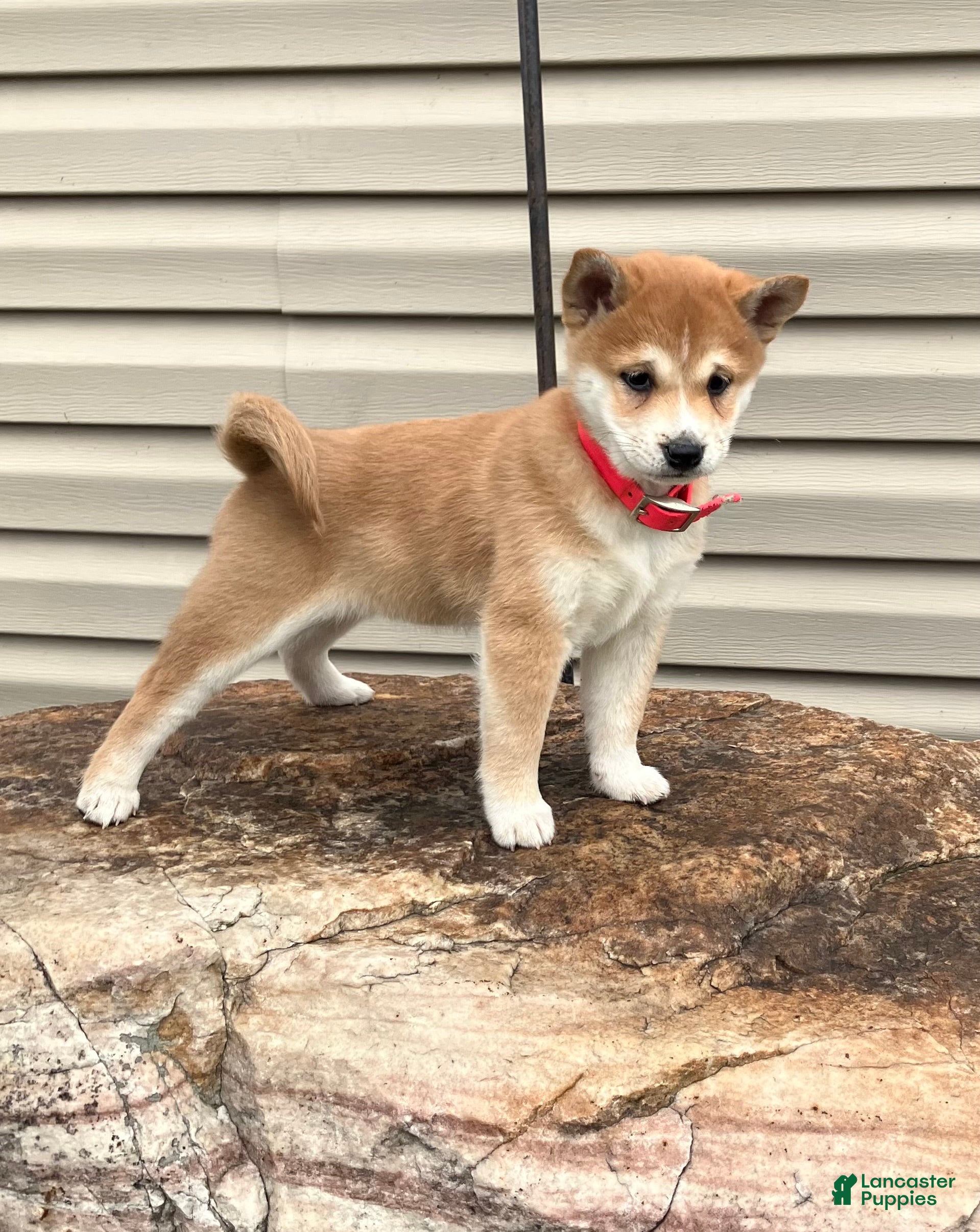 Shiba Inu dogs Baby Bear - Ad 2