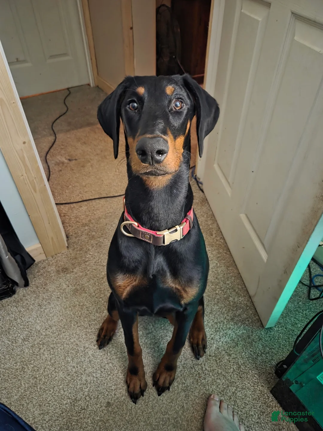 Doberman Pinscher dogs for sale: Dobie Girl - Ad 2