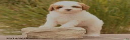 Toy Poodle dogs for sale: Sunshine - Ad 3