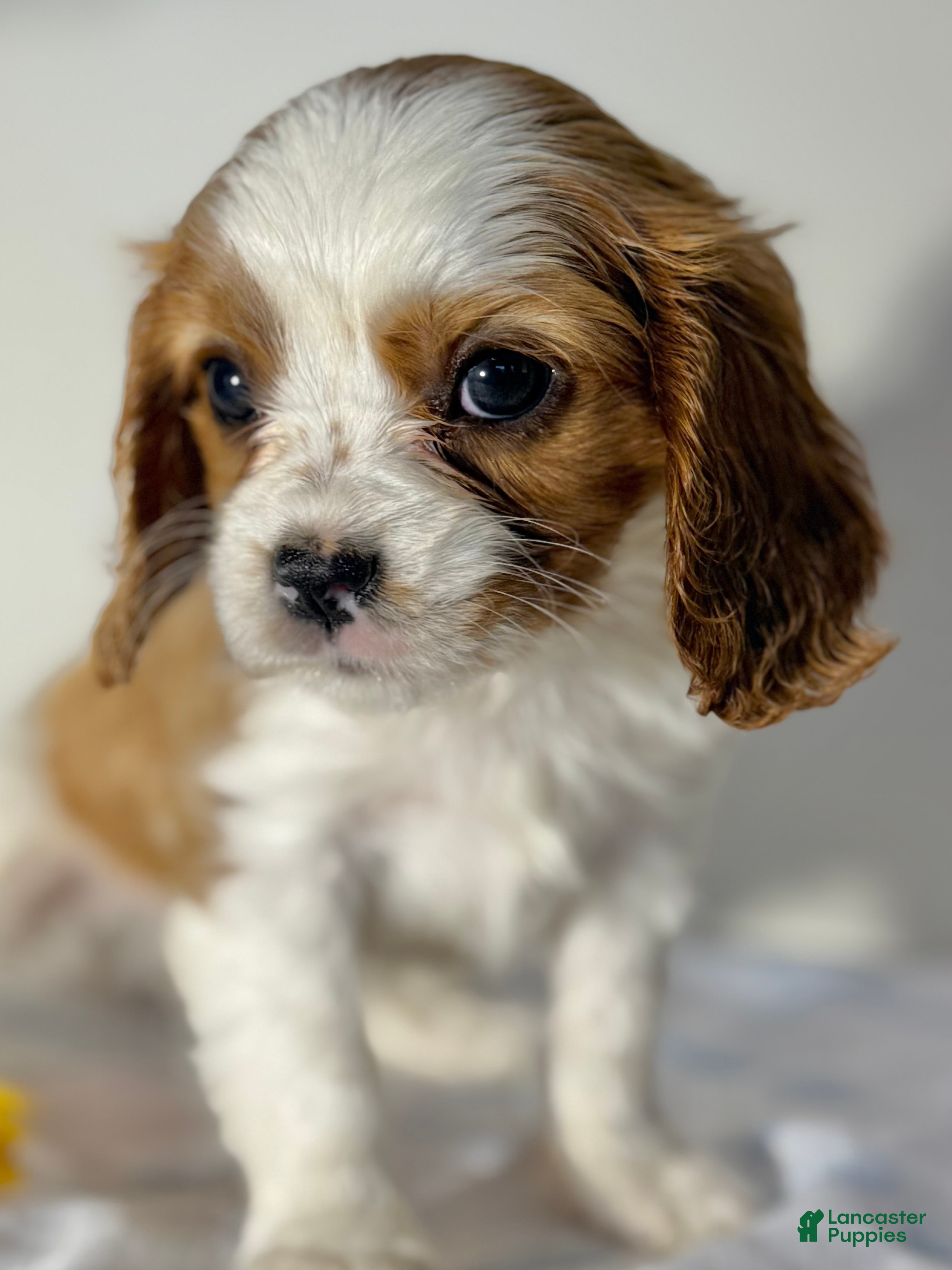 Cavalier King Charles Spaniel dogs Cuddles Cavalier King Charles Spaniel  - Ad 2