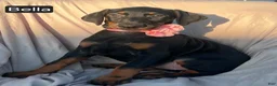 Doberman Pinscher dogs for sale: Bella WEEKEND SPECIAL $250 OFF! - Ad 15