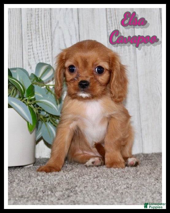 Cavapoo dogs Elsa - Ad 30