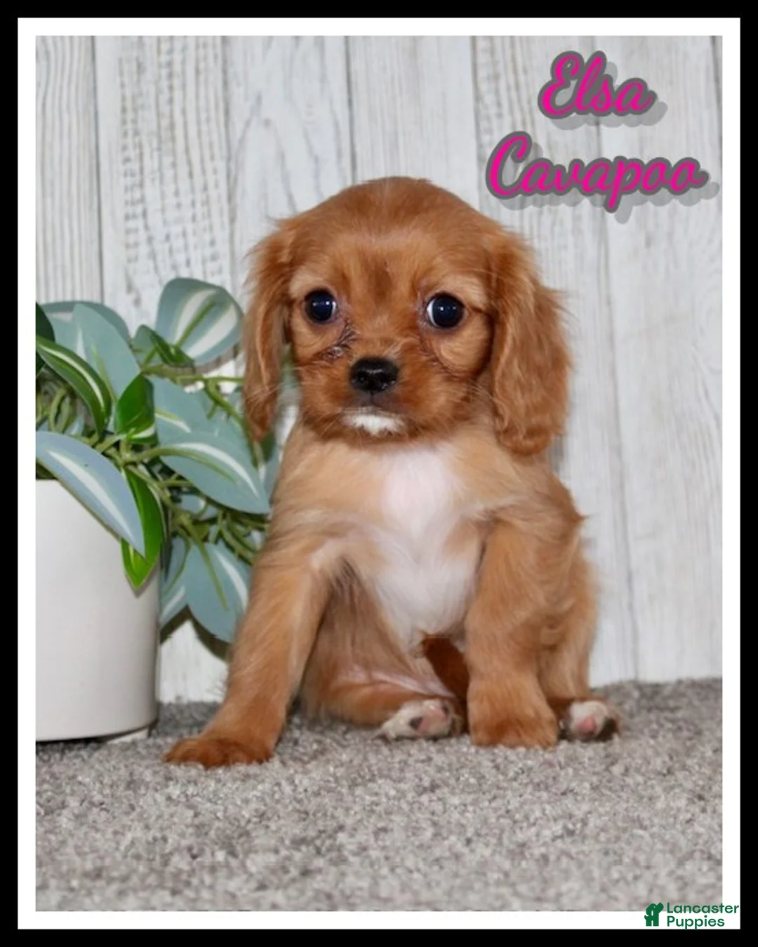 Cavapoo dogs for sale: Elsa - Ad 1