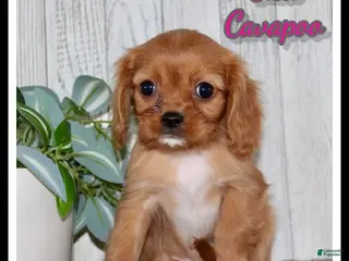 Cavapoo dogs Elsa - Ad 30