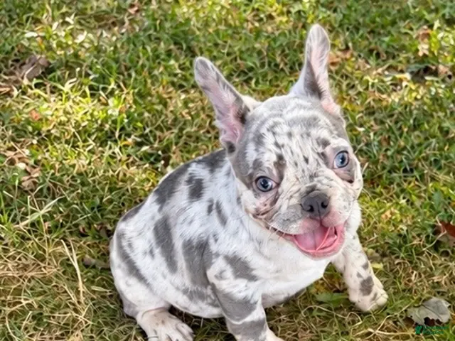 French Bulldog dogs for sale: Tater - Ad 19