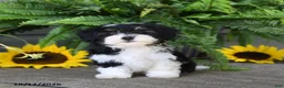 Mixed Breed dogs for sale: Milo - Ad 2
