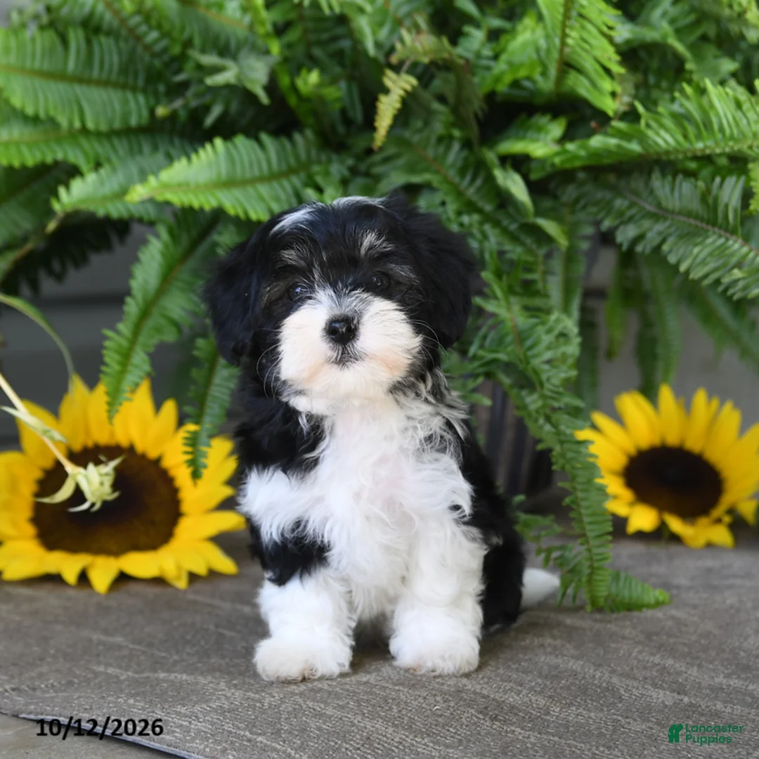 Mixed Breed dogs for sale: Milo - Ad 2