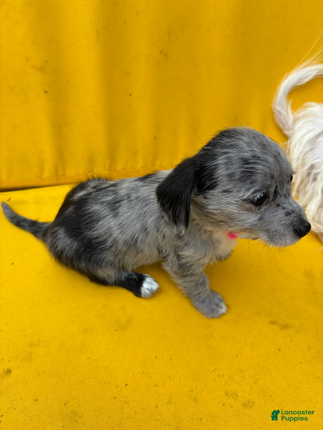 Mixed Breed dogs for sale: Mixed Breed 3 - Ad 2