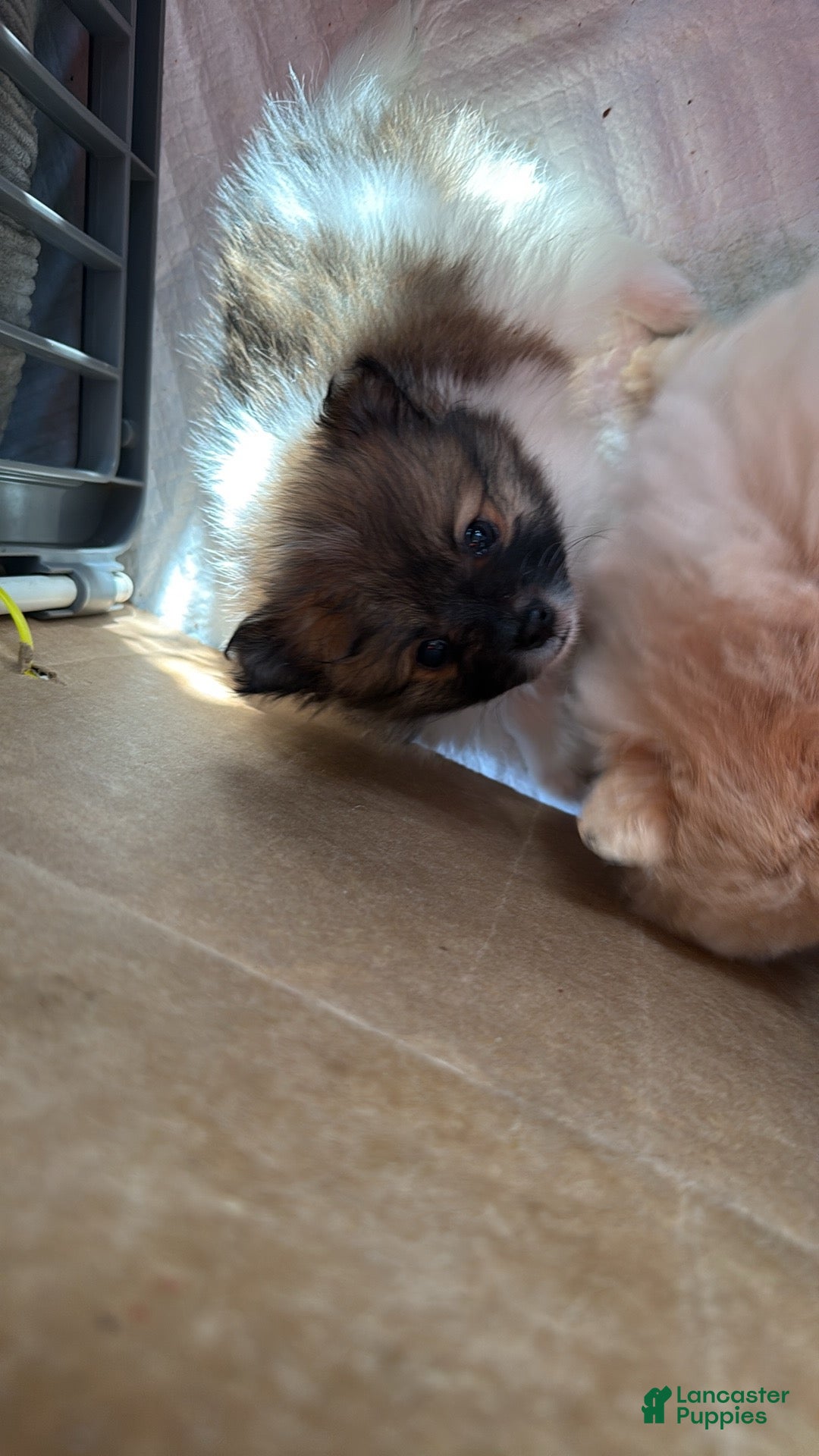 Pomeranian dogs for sale: Rosey - Ad 5
