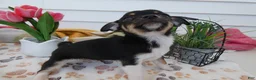 Chihuahua dogs for sale: Chihuahua Puppy 3 Winchester - Ad 4