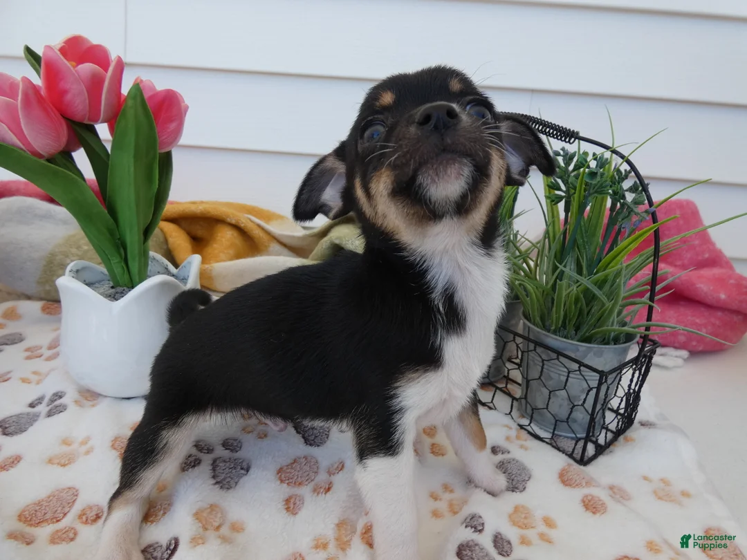 Chihuahua dogs for sale: Chihuahua Puppy 3 Winchester - Ad 4