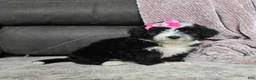 Mini Bernedoodle dogs for sale: Mini Wendy - Ad 16