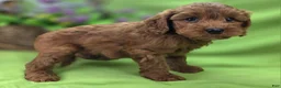 Cockapoo dogs for sale: Milan - Ad 7