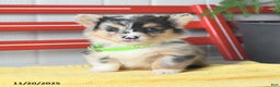 Welsh Corgi Pembroke dogs for sale: Fluffy Bubble Gum - Ad 6