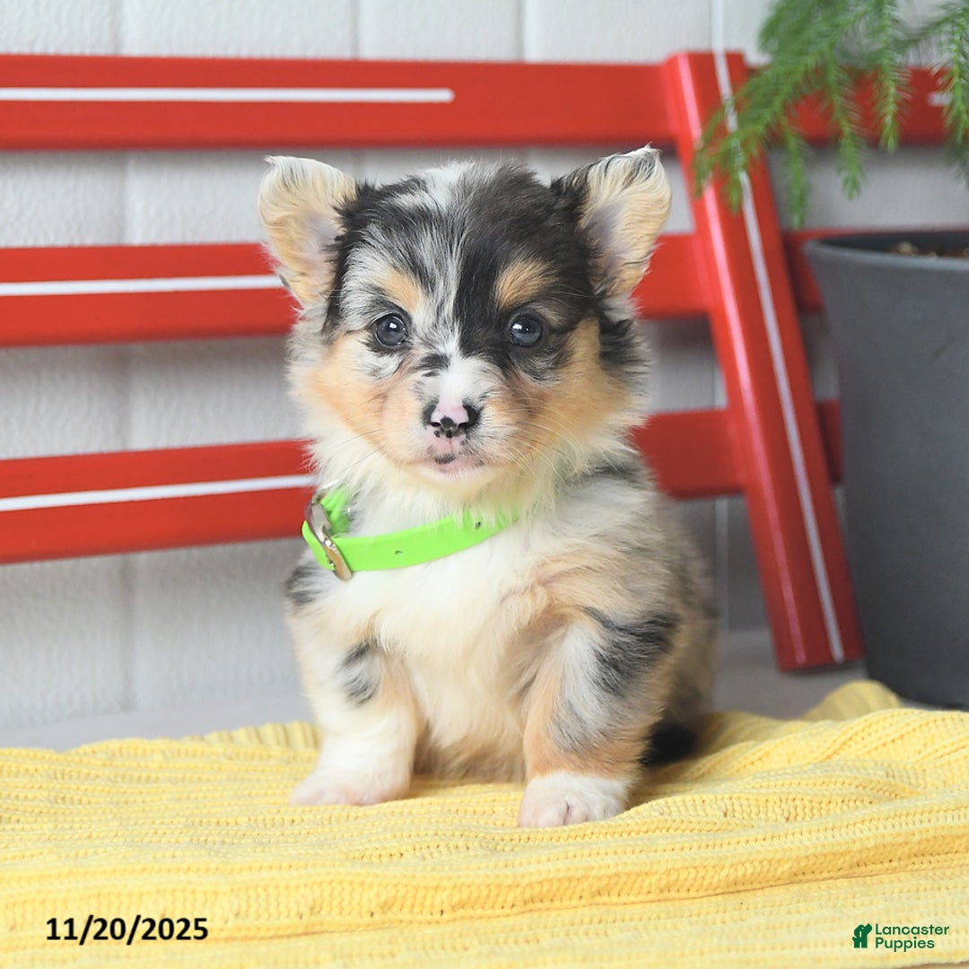 Welsh Corgi Pembroke dogs for sale: Fluffy Bubble Gum - Ad 6