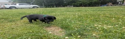 Labrador Retriever dogs for sale: Black Male (Green) - Ad 4