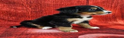 Bernese Mountain Dog dogs for sale: Sophie - Ad 4