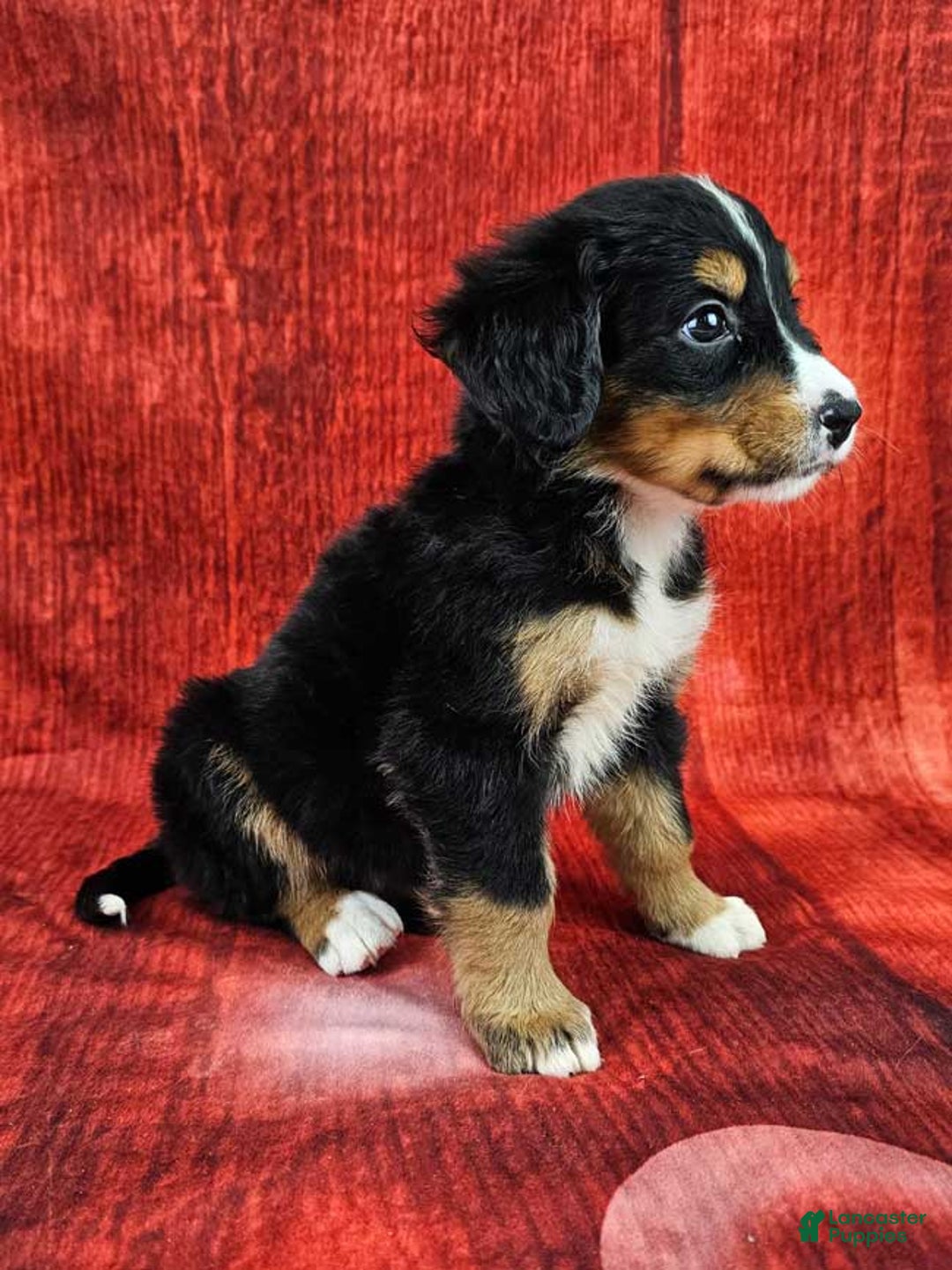 Bernese Mountain Dog dogs for sale: Sophie - Ad 4