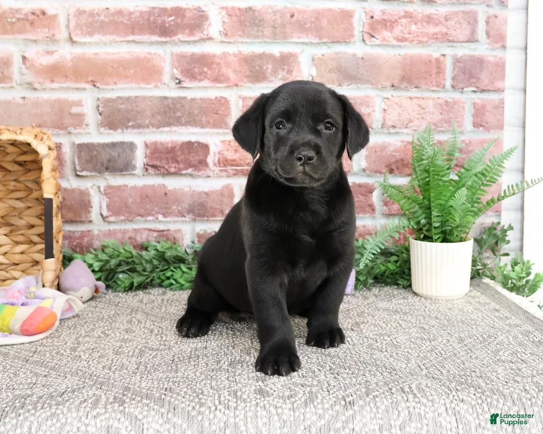 Labrador Retriever dogs for sale: Leah - Ad 6